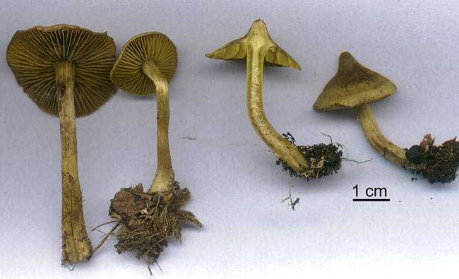 Cortinarius olivaceofuscus